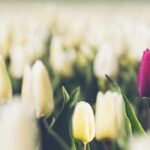 Exploring the Depths of OceanWP Theme A Photography Showcase(New Demo)